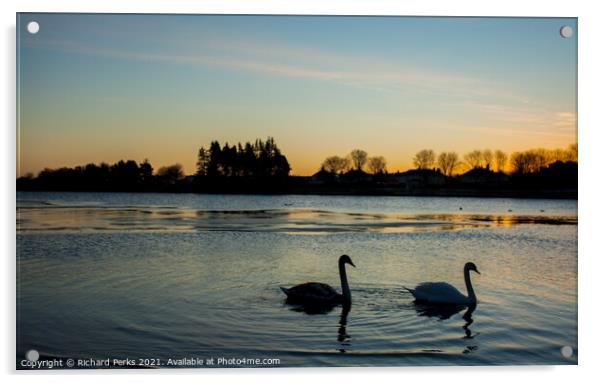 Swans at Sunrise Acrylic by Richard Perks