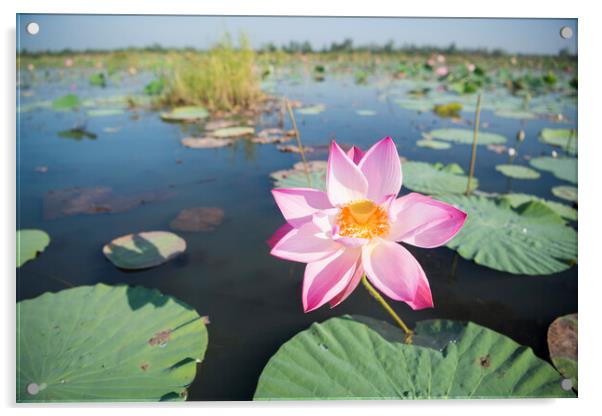 THAILAND ISAN UDON THANI KUMPHAWAPI LOTUS LAKE Acrylic by urs flueeler