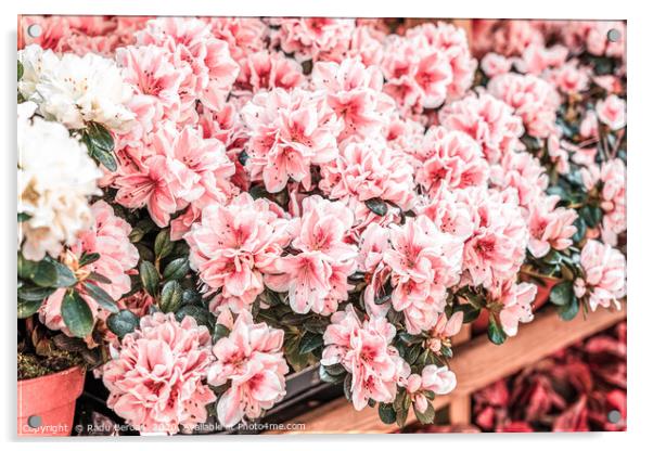 Pink Flowers, Flowers Market, Purple Flower Petals Acrylic by Radu Bercan
