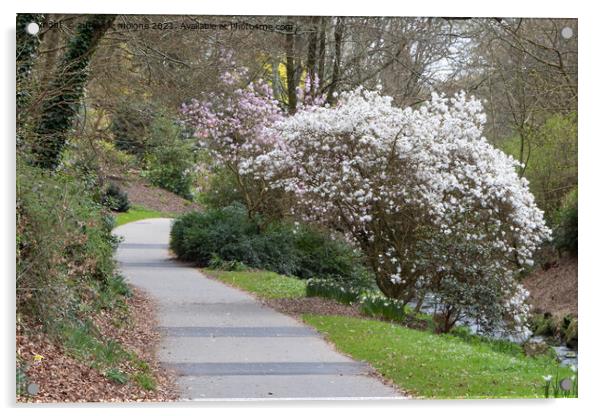 Magnolia trees and path in a park Acrylic by aurélie le moigne