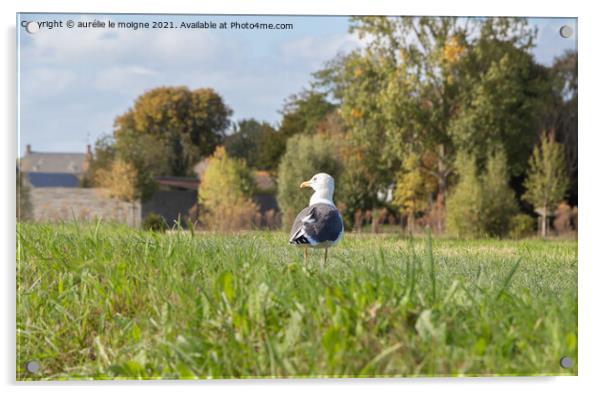 Seagull in a field Acrylic by aurélie le moigne