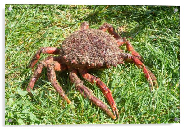 Alive spider crabs on grass Acrylic by aurélie le moigne