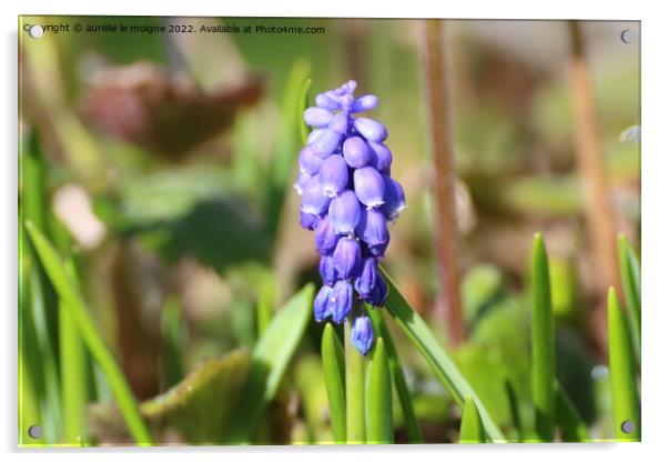 Flower of grape hyacinth Acrylic by aurélie le moigne