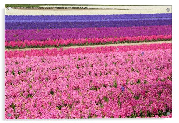 Field of purple, pink and white hyacinth Acrylic by aurélie le moigne