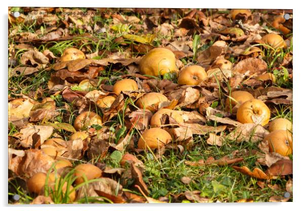 Apples on the ground Acrylic by aurélie le moigne