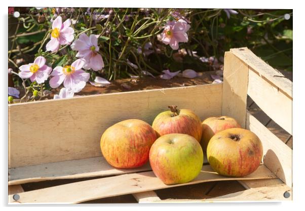 Apples in a crate Acrylic by aurélie le moigne