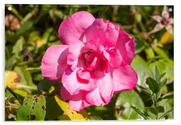 Pink rose in a garden Acrylic by aurélie le moigne