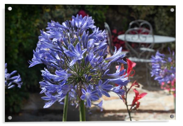 Agapanthus flower in a garden Acrylic by aurélie le moigne