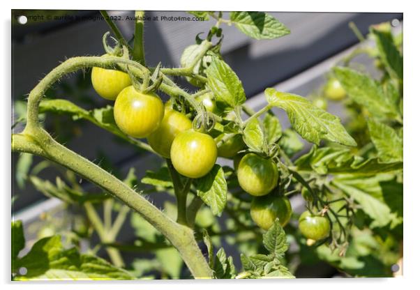 Cherry tomatoes ripening in an orchard Acrylic by aurélie le moigne