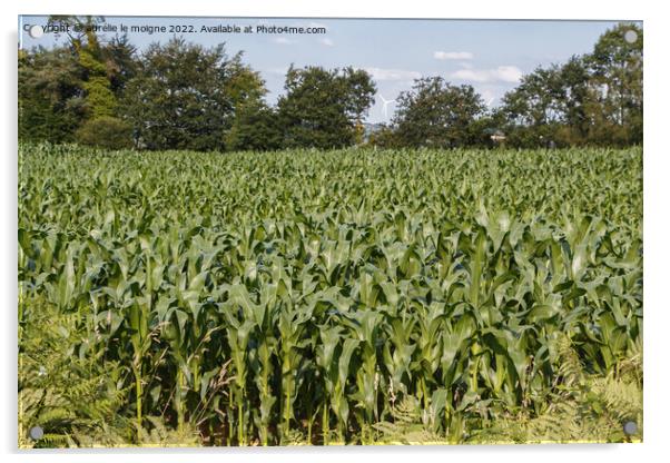 Field of corn Acrylic by aurélie le moigne