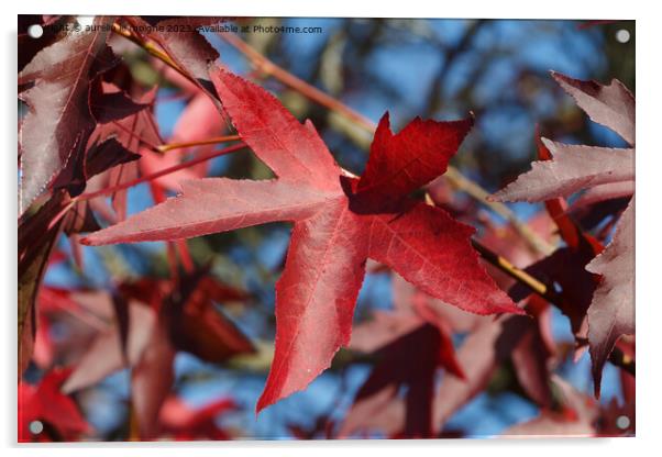 Maple leaves in autumn Acrylic by aurélie le moigne