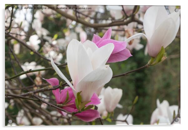 White and pink magnolia flowers in a garden Acrylic by aurélie le moigne