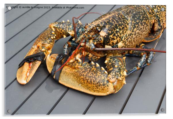 Breton alive lobster Acrylic by aurélie le moigne