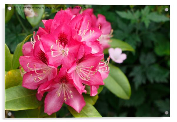 Pink rhododendron flowers in a garden Acrylic by aurélie le moigne