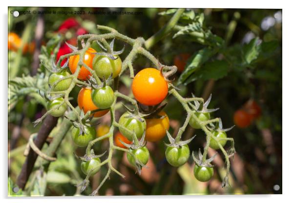 Cherry tomatoes growing in a vegetable garden Acrylic by aurélie le moigne