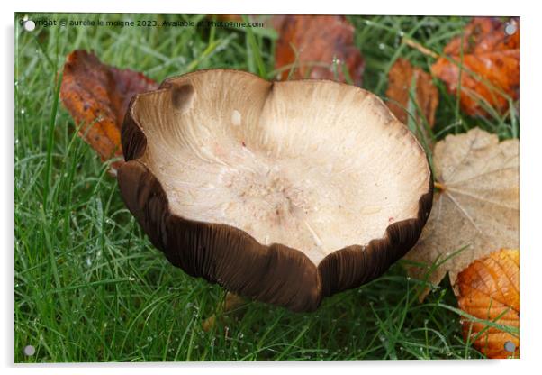 Field mushroom in grass Acrylic by aurélie le moigne