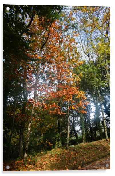 Forest during autumn Acrylic by aurélie le moigne