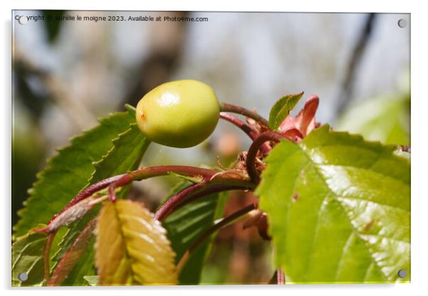 Little cherry ripening on a cherry tree Acrylic by aurélie le moigne