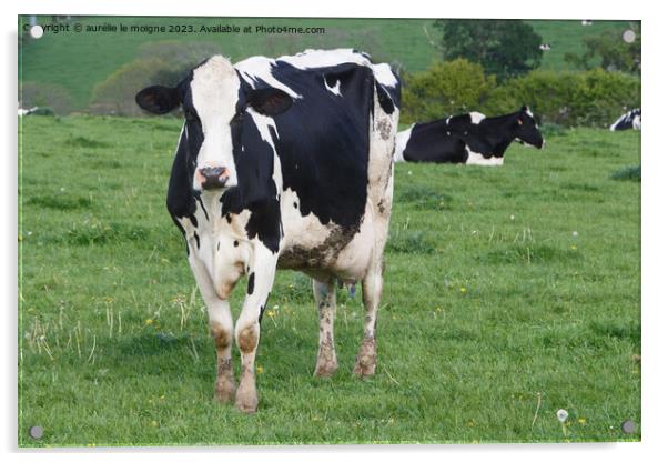 Holstein cows in a field in Brittany Acrylic by aurélie le moigne