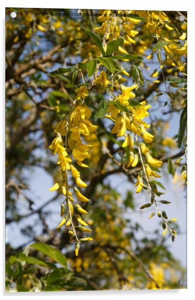 Flowers of Alpine laburnum Acrylic by aurélie le moigne