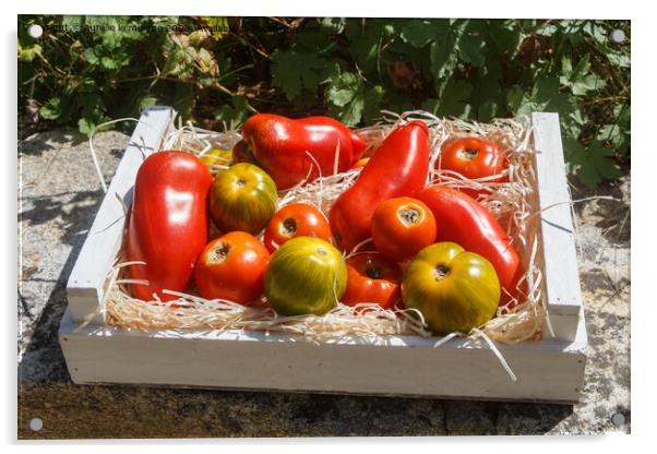 Tomatoes in a wooden crate Acrylic by aurélie le moigne