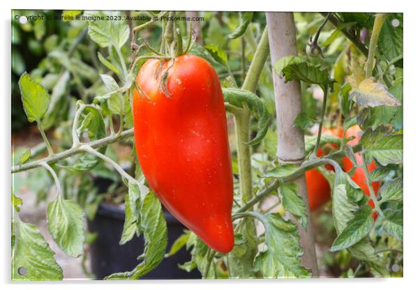 Tomato ripening in a vegetable garden Acrylic by aurélie le moigne