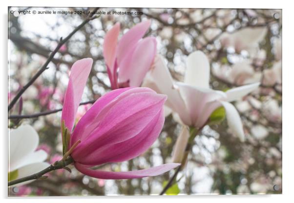 Pink magnolia flowers in a garden Acrylic by aurélie le moigne