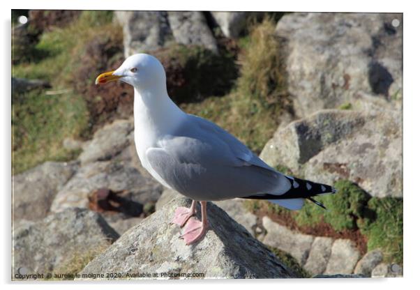 A seagull standing on a rock Acrylic by aurélie le moigne