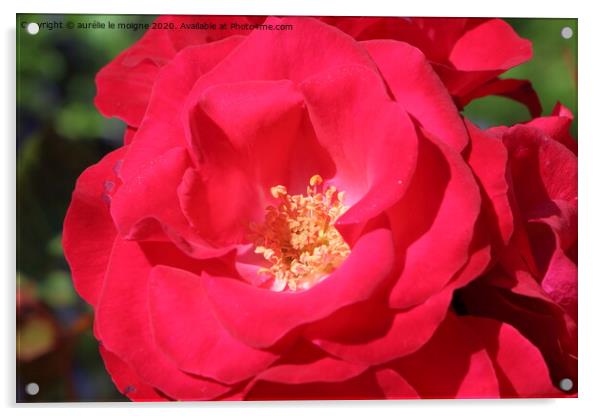 Red rose in a garden Acrylic by aurélie le moigne
