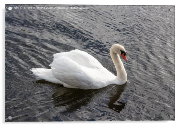 Swan swimming on a river Acrylic by aurélie le moigne
