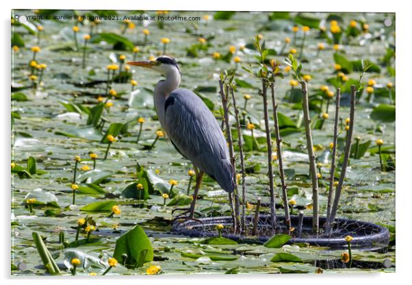 Grey heron landed on a pond Acrylic by aurélie le moigne