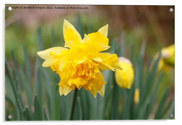 Daffodil in a garden Acrylic by aurélie le moigne
