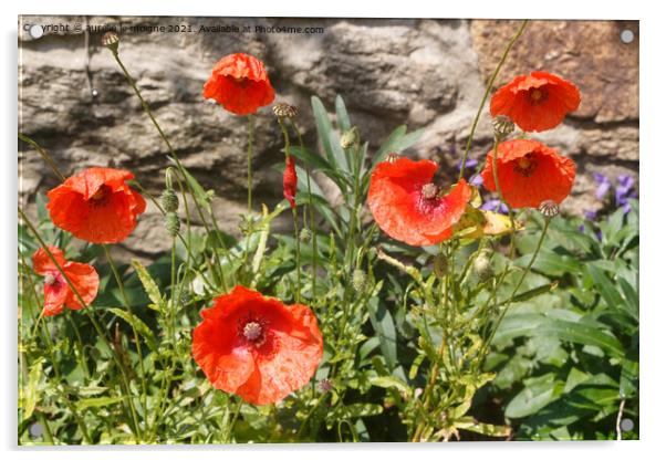 Red poppies in a garden Acrylic by aurélie le moigne