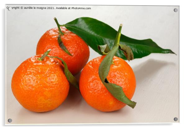 Corsican clementine with leaves Acrylic by aurélie le moigne