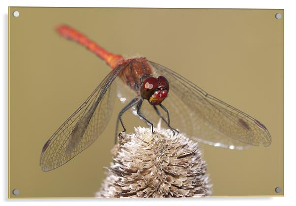 Male Common Darter Dragonfly Acrylic by Oliver Porter