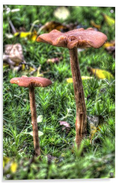 Mossy Mushrooms Acrylic by Oliver Porter