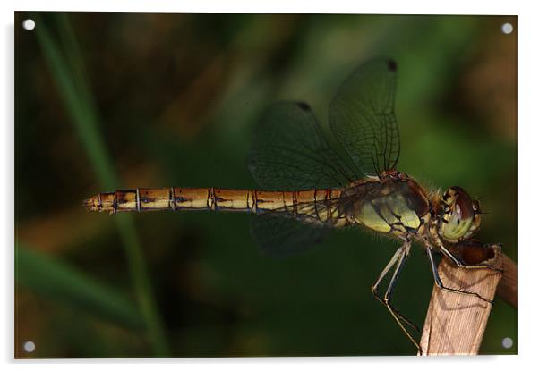 Resting Dragonfly Acrylic by Oliver Porter