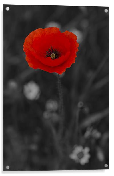 Red and Black Poppy Acrylic by Oliver Porter
