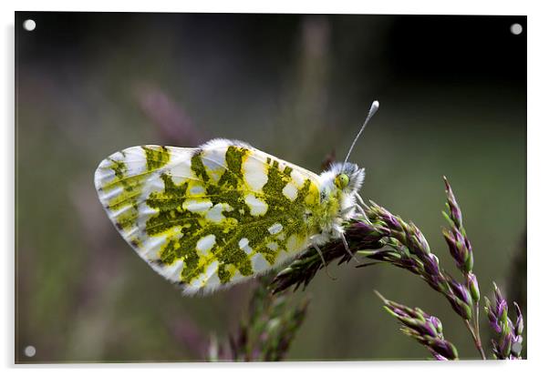 Dappled White Butterfly Acrylic by Oliver Porter