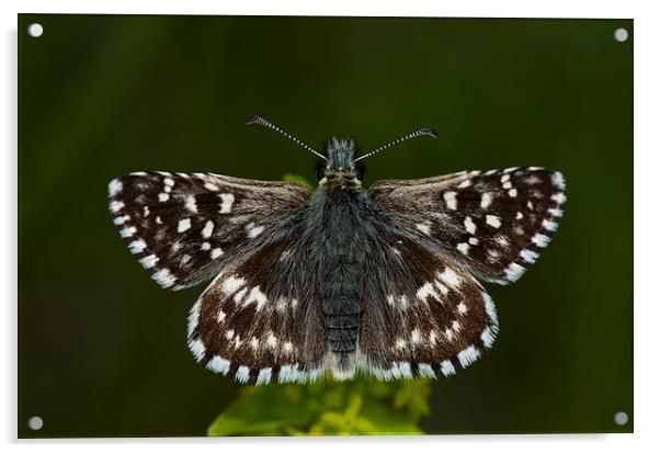 Grizzled Skipper Butterfly Acrylic by Oliver Porter