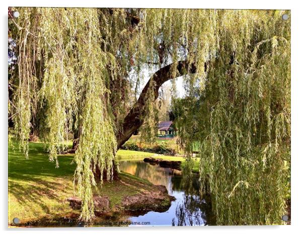 The Sunlit Weeping Willow  Acrylic by Angharad Morgan