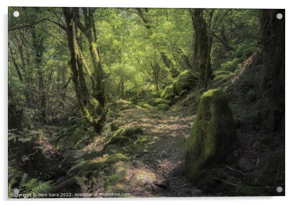 Moss Covered Rocks and Trees at a Deep Forest in Galicia, Spain Acrylic by Pere Sanz