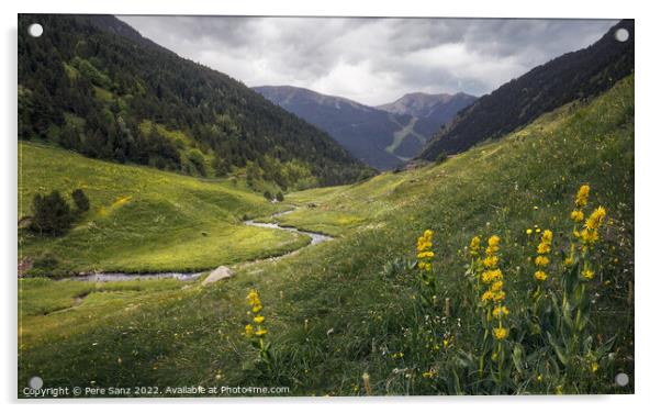 Wildflowers at Incles Valley in Andorra Acrylic by Pere Sanz