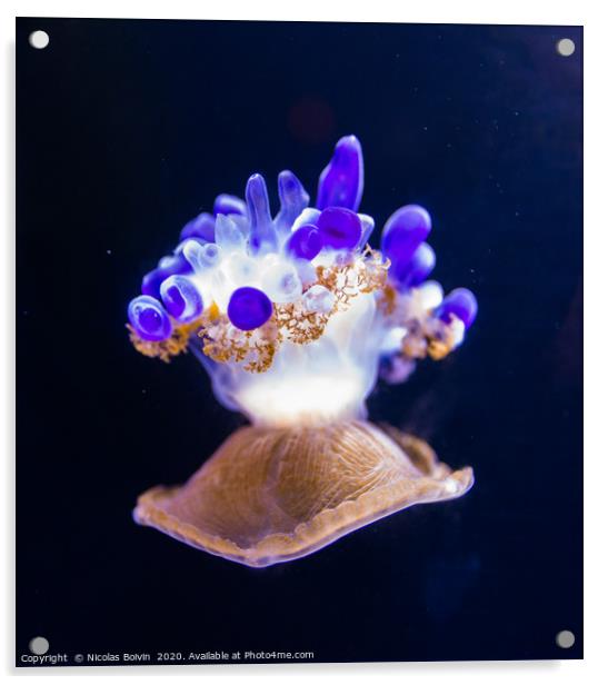 Jellyfish Acrylic by Nicolas Boivin