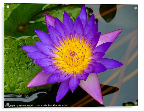 Purple water lily Acrylic by Nicolas Boivin