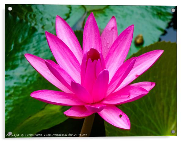 Water lily Acrylic by Nicolas Boivin