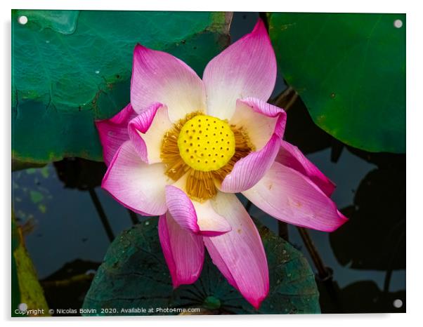 Lotus flower Acrylic by Nicolas Boivin