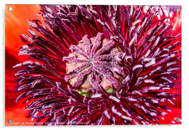 Red poppy (Papaver rhoeas) macro Acrylic by Nicolas Boivin