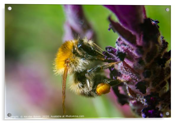 Macro of a Moss carder bee Acrylic by Nicolas Boivin