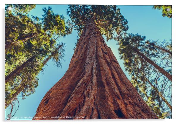 Sequoia National Park Acrylic by Nicolas Boivin